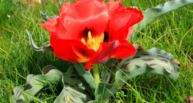 Қызыл жалаңаштар жетілген